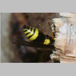 Symmorphus gracilis - Lehmwespe 09c 9mm fdet11.jpg